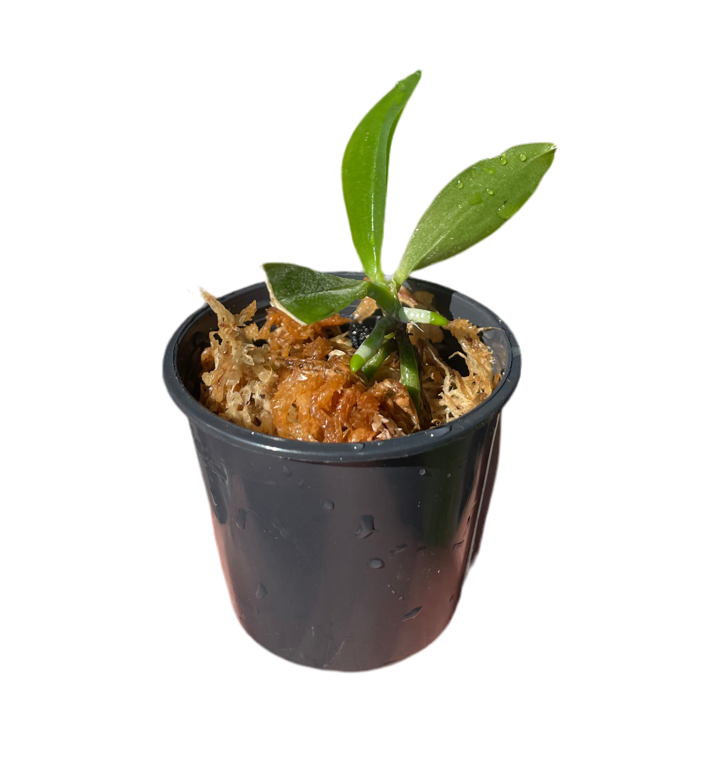 Phalaenopsis Orchid (((Coral Isles X javanica) X bellina )X Ld's Bear Queen) X Pulchra Seedling