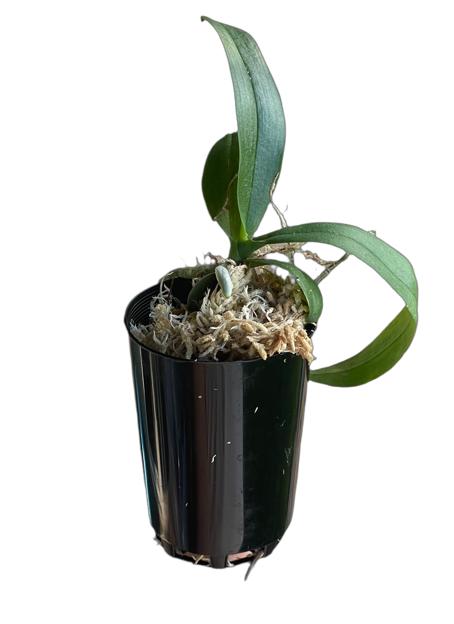 Phalaenopsis Liu’s Triprince Pink Peloric Seedling