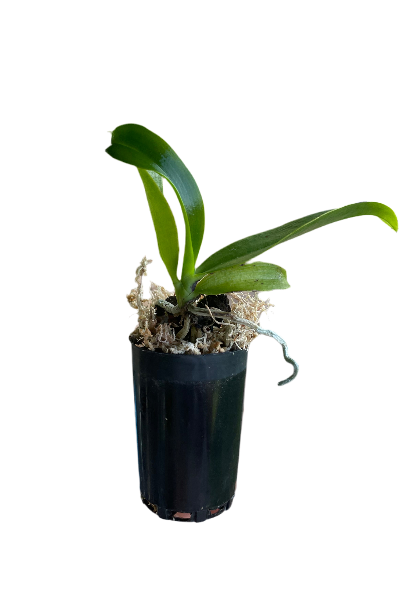 Phalaenopsis Orchid Bastianii Seedling