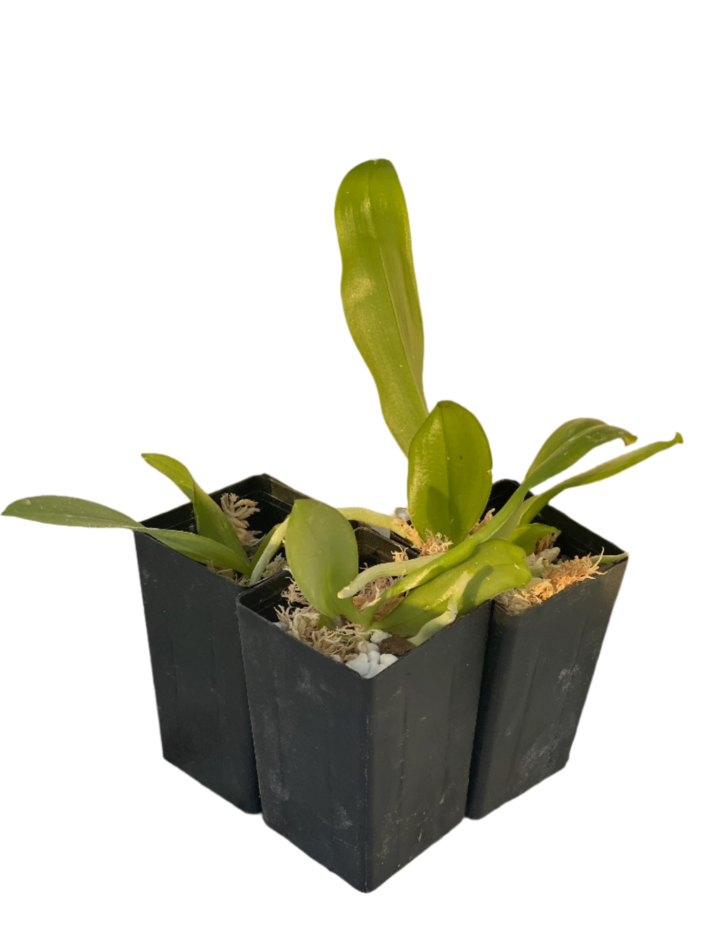 Phalaenopsis Speciosa 'Blue' x (Phal. Micholitzii X Phal. Javanica) Seedling orchid
