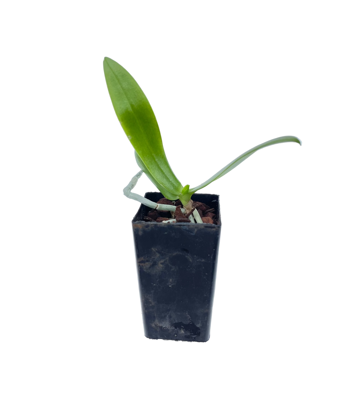 Phalaenopsis Yaphon Pink Lady (Jiaho's Pink Girl x mannii) - seedling