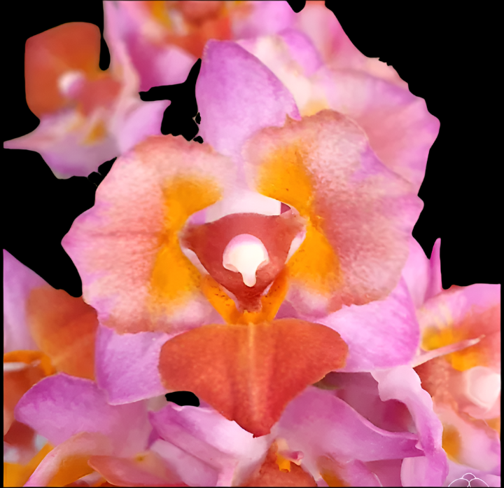 Phalaenopsis Liu’s triprince pink peloric flower