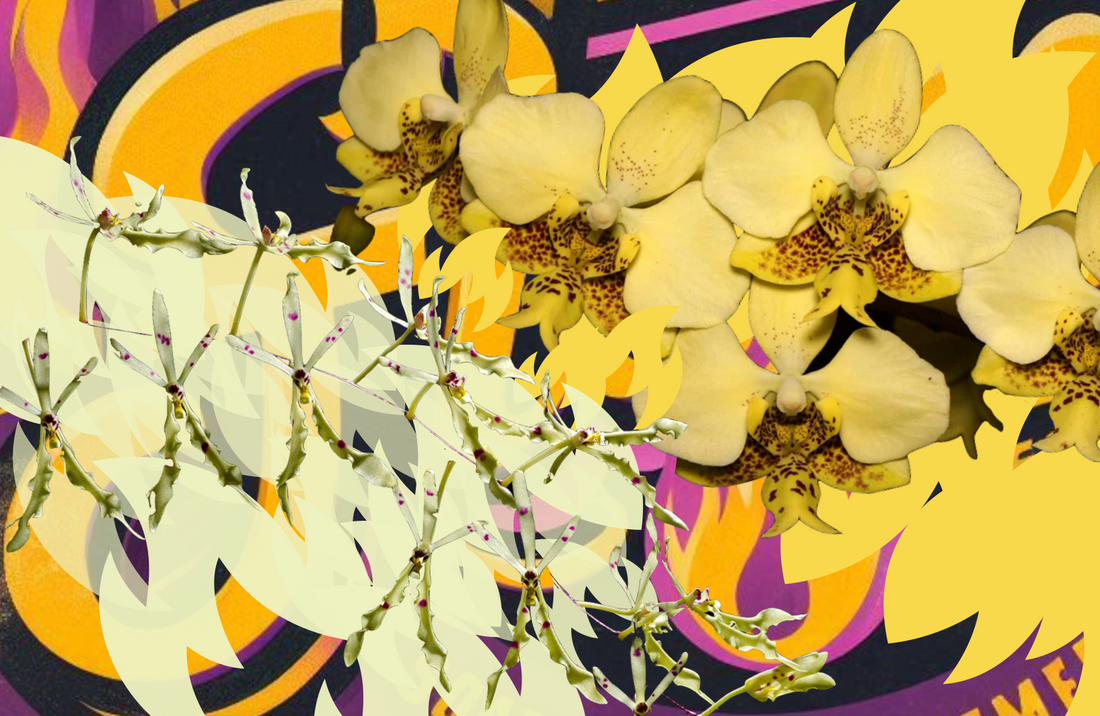 Ignite the Yellow Flame: Renanthopsis CATAS Yellow Flame