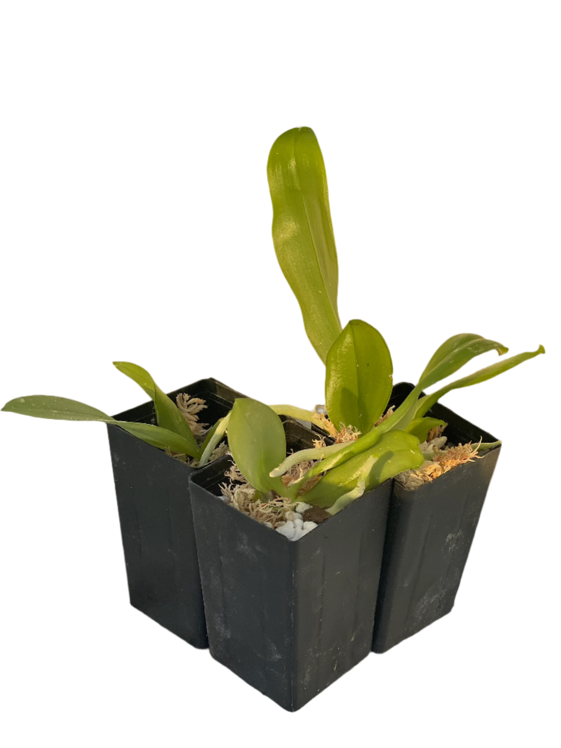 Phalaenopsis Speciosa 'Blue' x (Phal. Micholitzii X Phal. Javanica) Seedling orchid