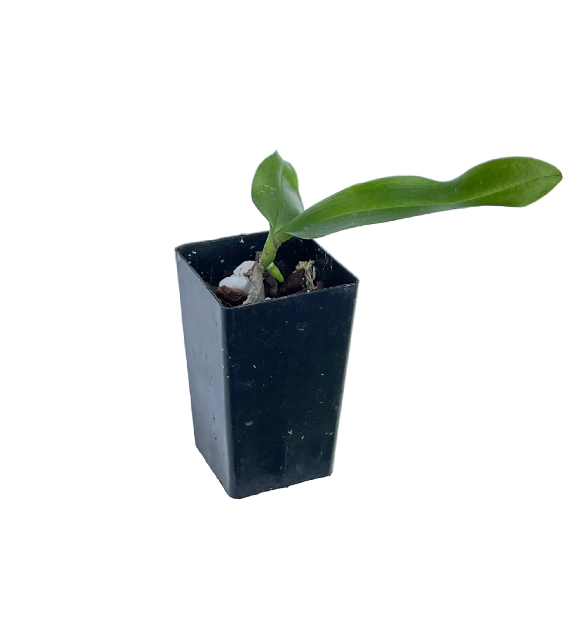 Phalaenopsis Tying Shin Fly Eagle seedling in pot