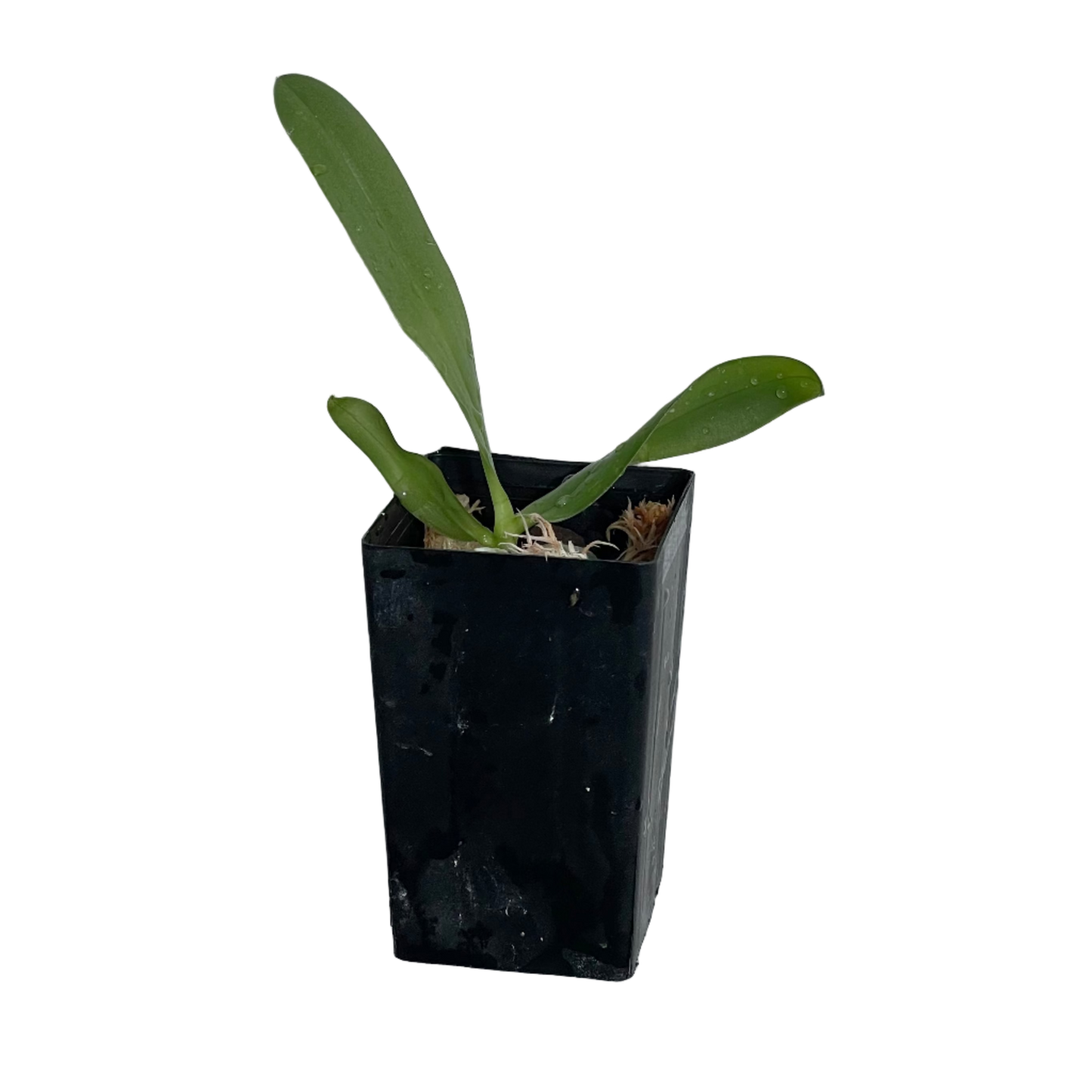 Phalaenopsis Pantherina 'Black' Seedling in pot