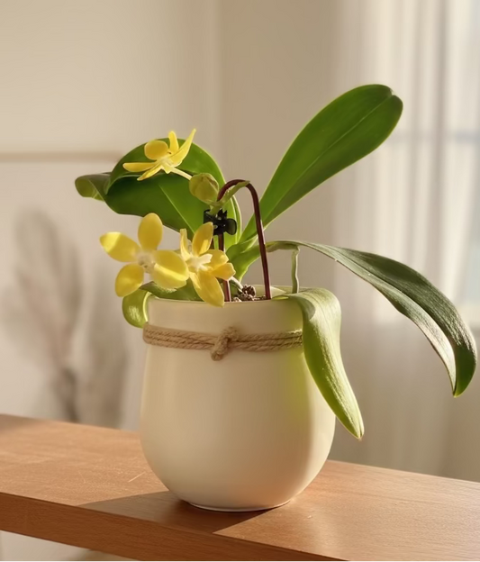 Phlaenopsis Plant in matsuka pot on shelf