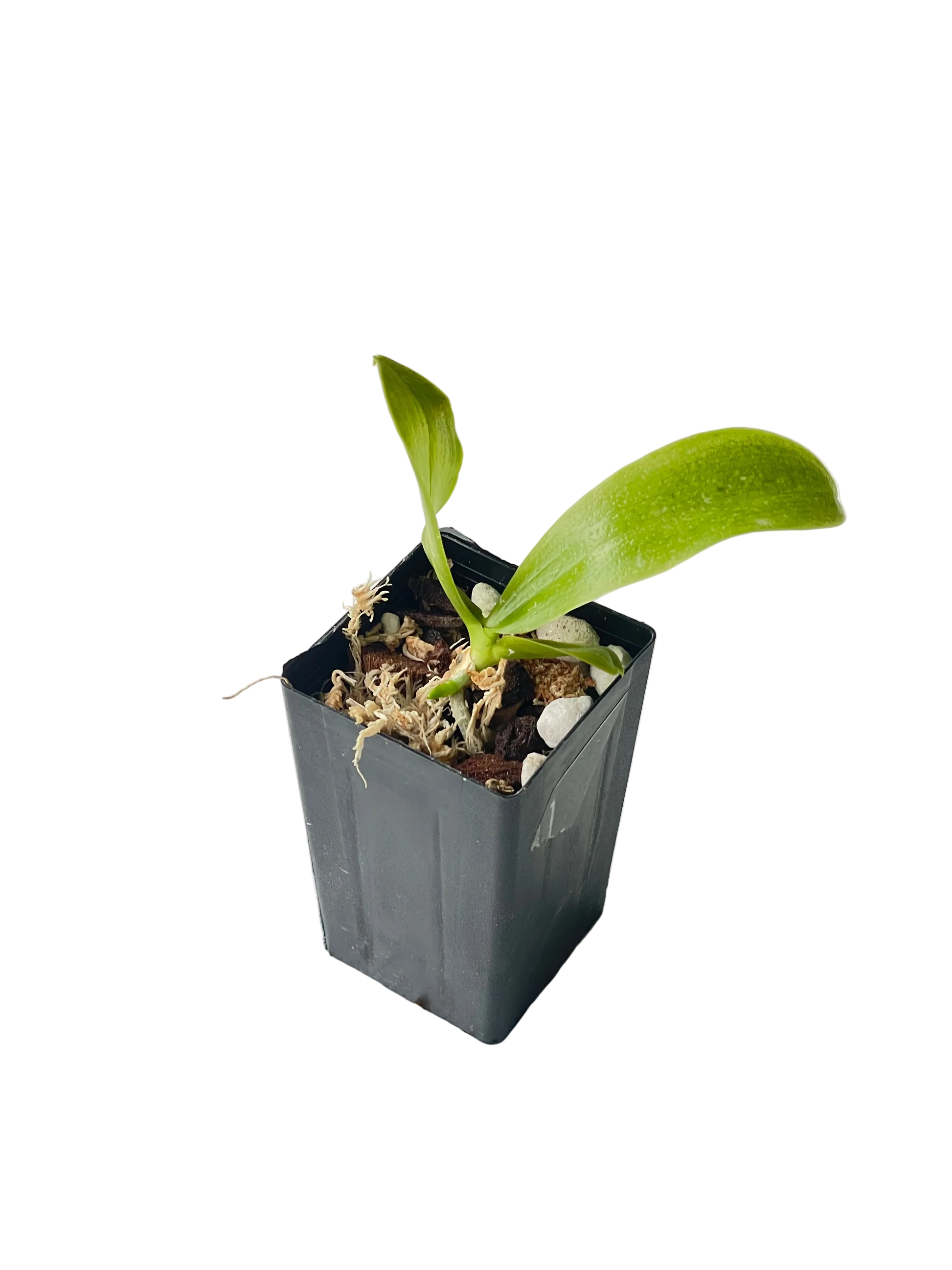 Phalaenopsis KS Super Zebra 'Pure' seedling in black pot