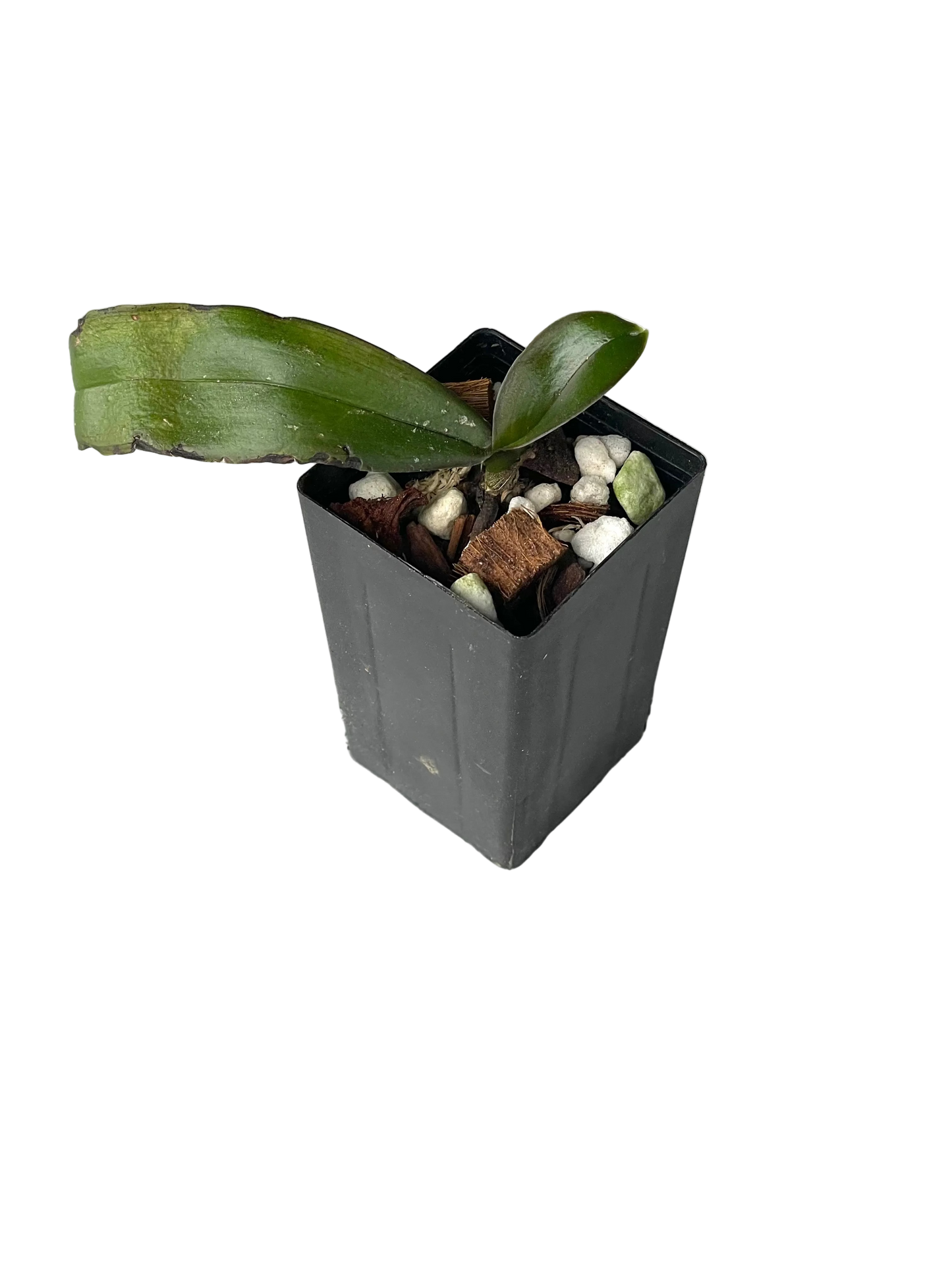 small Phalaenopsis Joy Spring Venus x (Joy Angel Voice x Lueddemanniana) Seedling in black pot