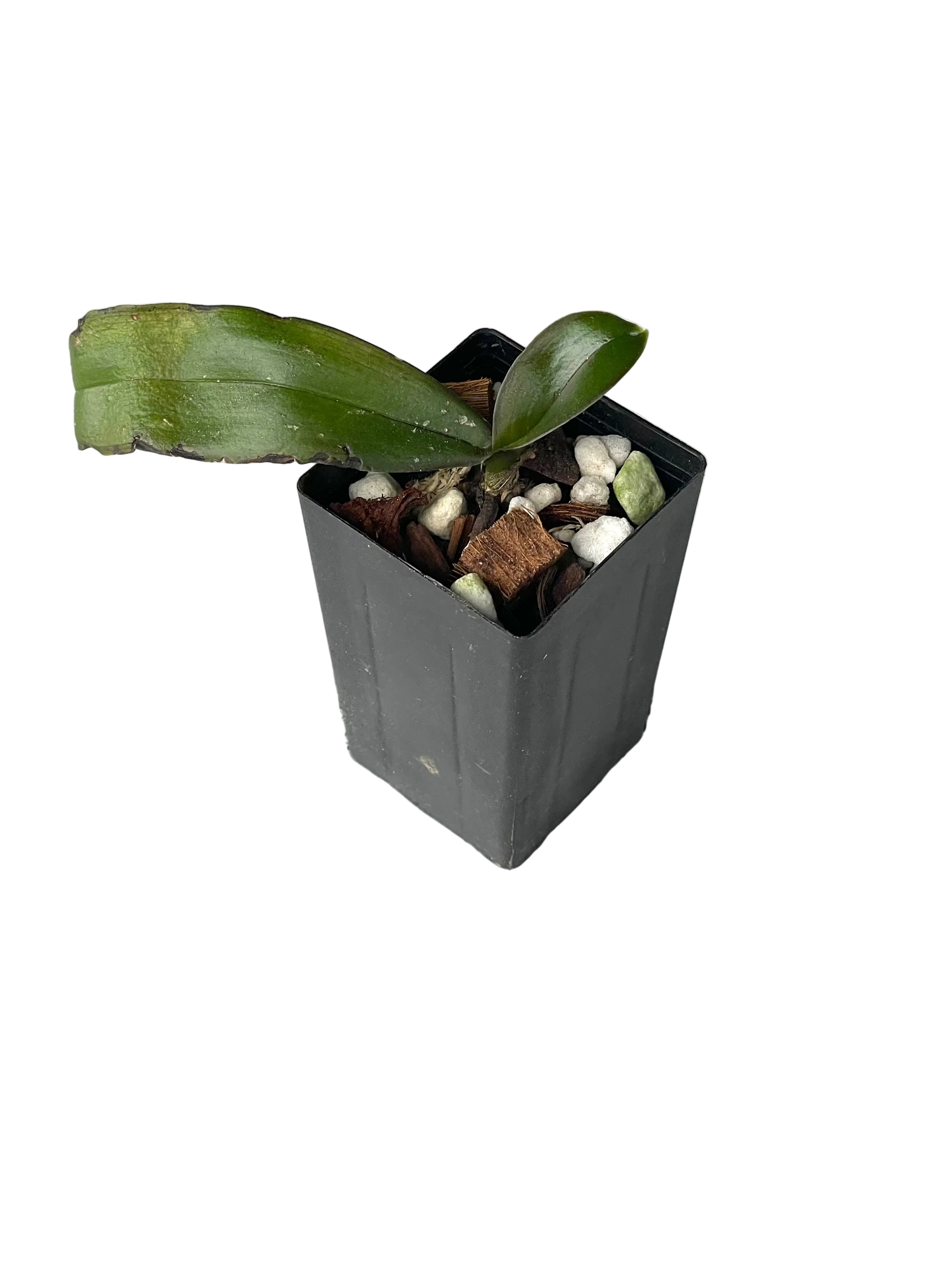 small Phalaenopsis Joy Spring Venus x (Joy Angel Voice x Lueddemanniana) Seedling in black pot