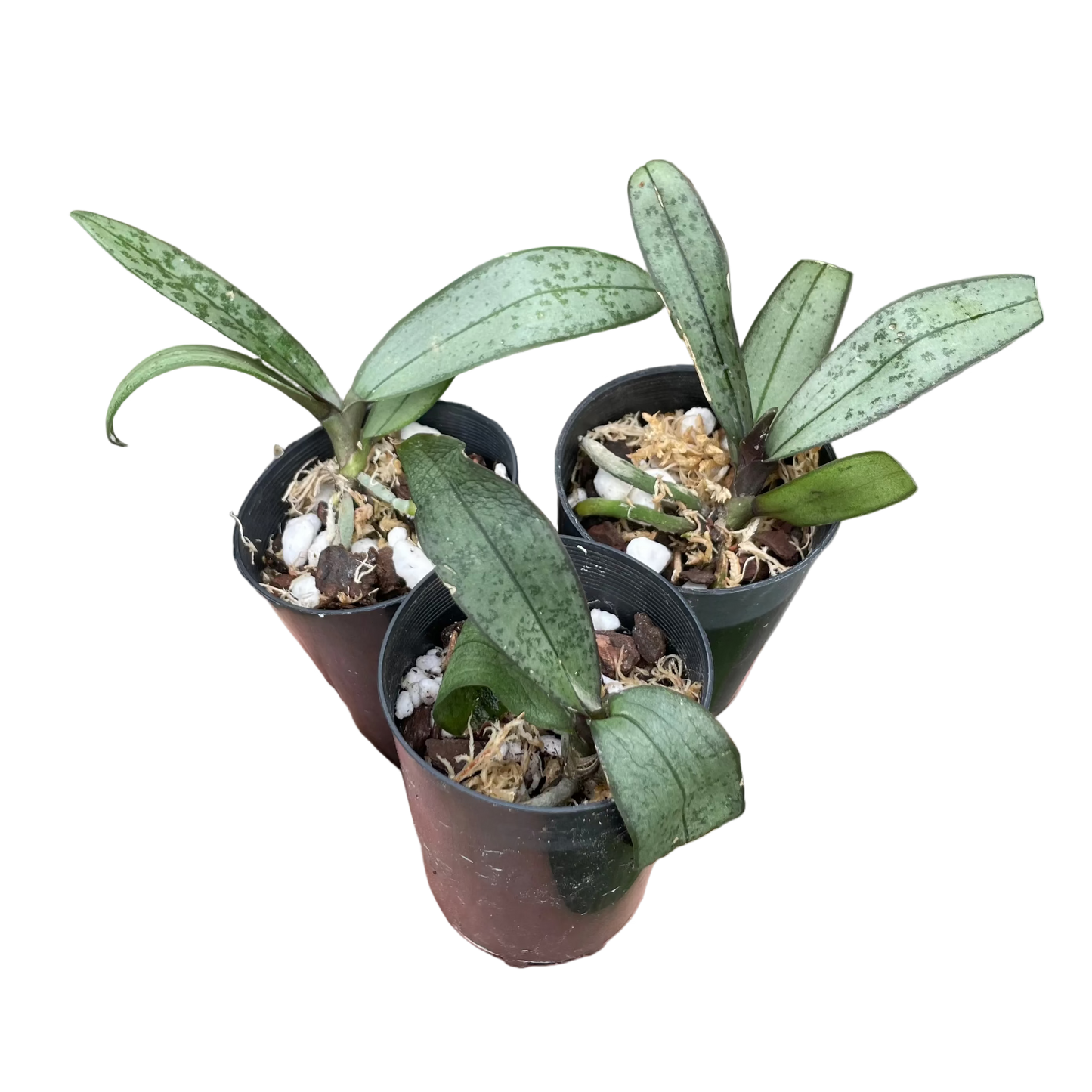 Phalaenopsis Schilleriana (Select WEI263 x f. flamea Alice) seedling in black pot