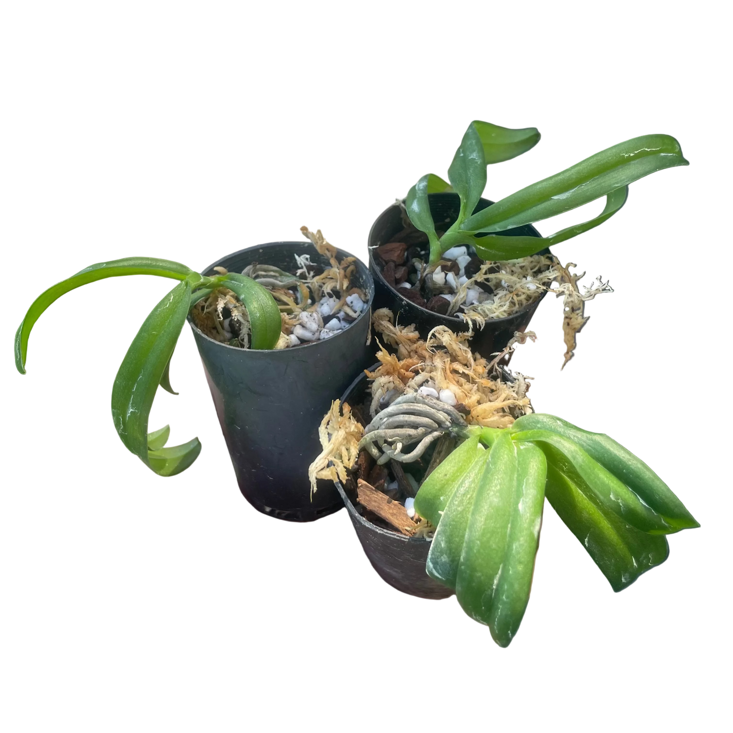 Renanthera Vietnamensis x Phalaenopsis Schilleriana "TKP" Seedling Orchid in black pot
