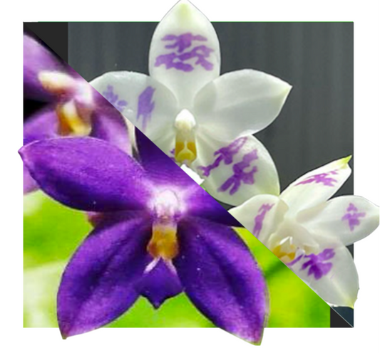 Phalaenopsis orchid YangYang Reflex Blue x YangYang Blue Surprise seedling