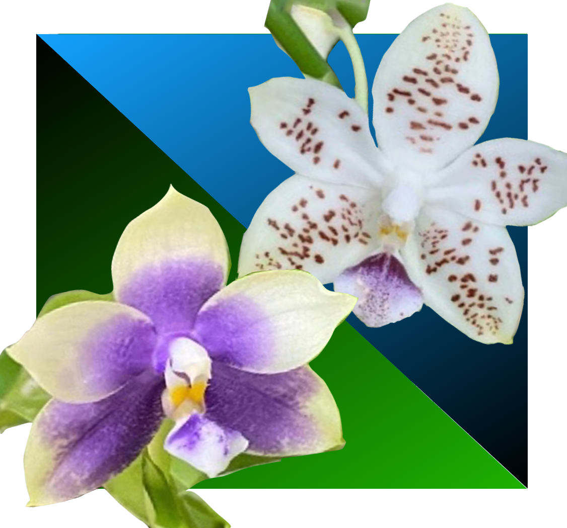 Phalaenopsis (Yaphon Everblue x Lioulin Blue Alice) x (Everise Blue Angel x speciosa Blue) Bloom flowers