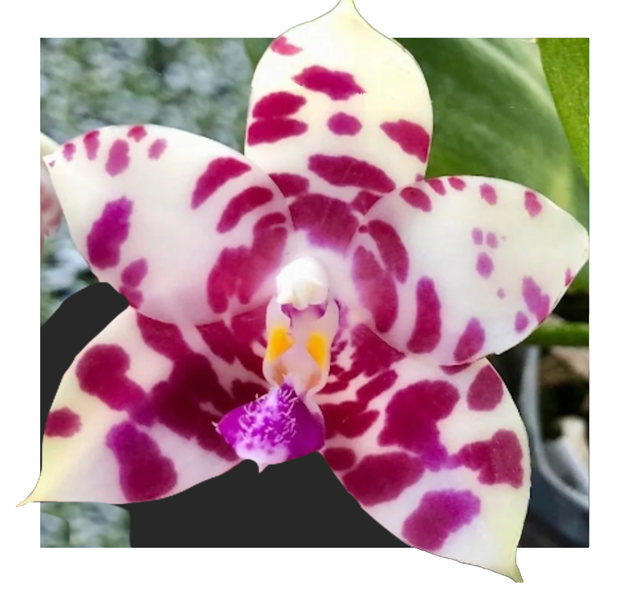 Phalaenopsis KS Super Zebra 'Pure' - Seedling