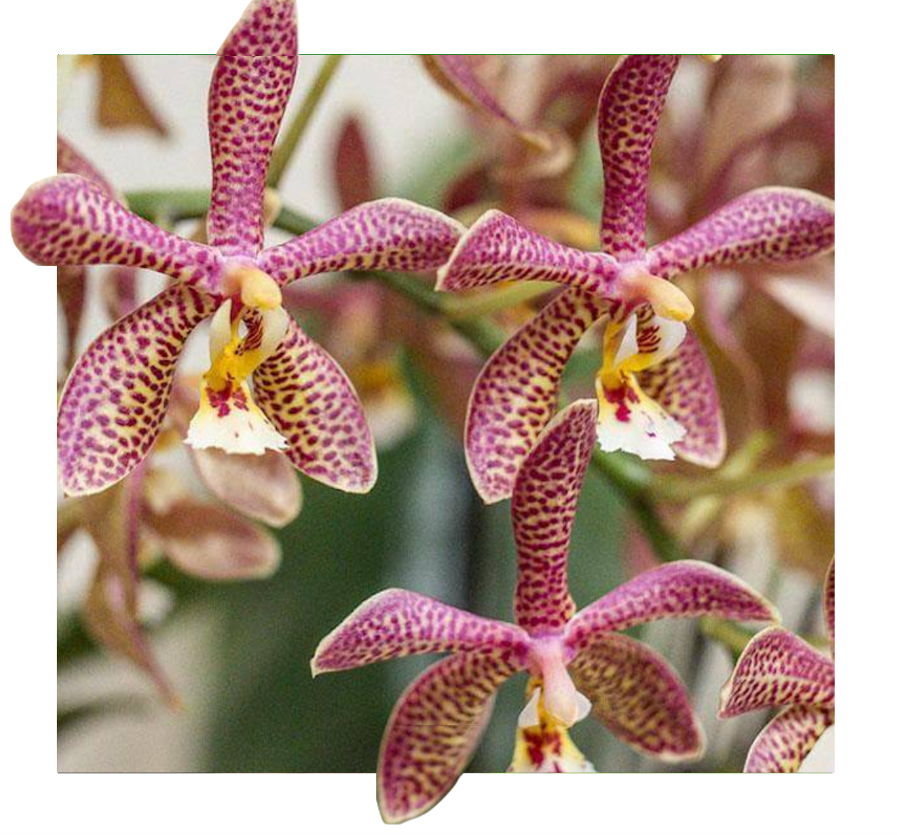 Phalaenopsis Yaphon Pink Lady (Jiaho's Pink Girl x mannii) - seedling image