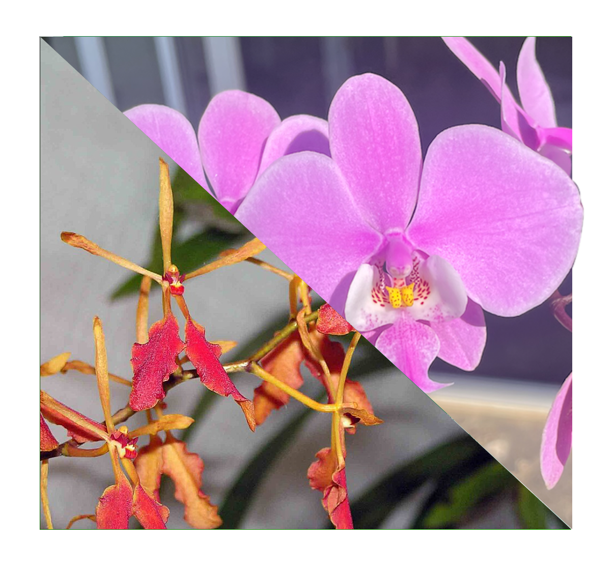 Renanthera Vietnamensis x Phalaenopsis Schilleriana "TKP" - Seedling