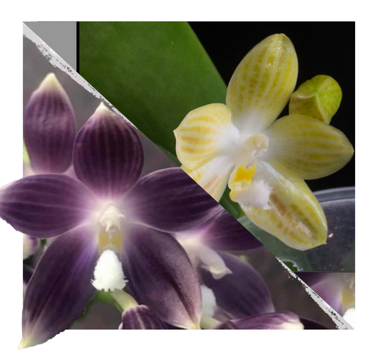 Phalaenopsis Speciosa 'Blue' x (Phal. Micholitzii X Phal. Javanica)