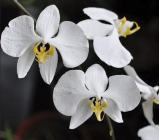 Phalaenopsis amabilis var. sabah 