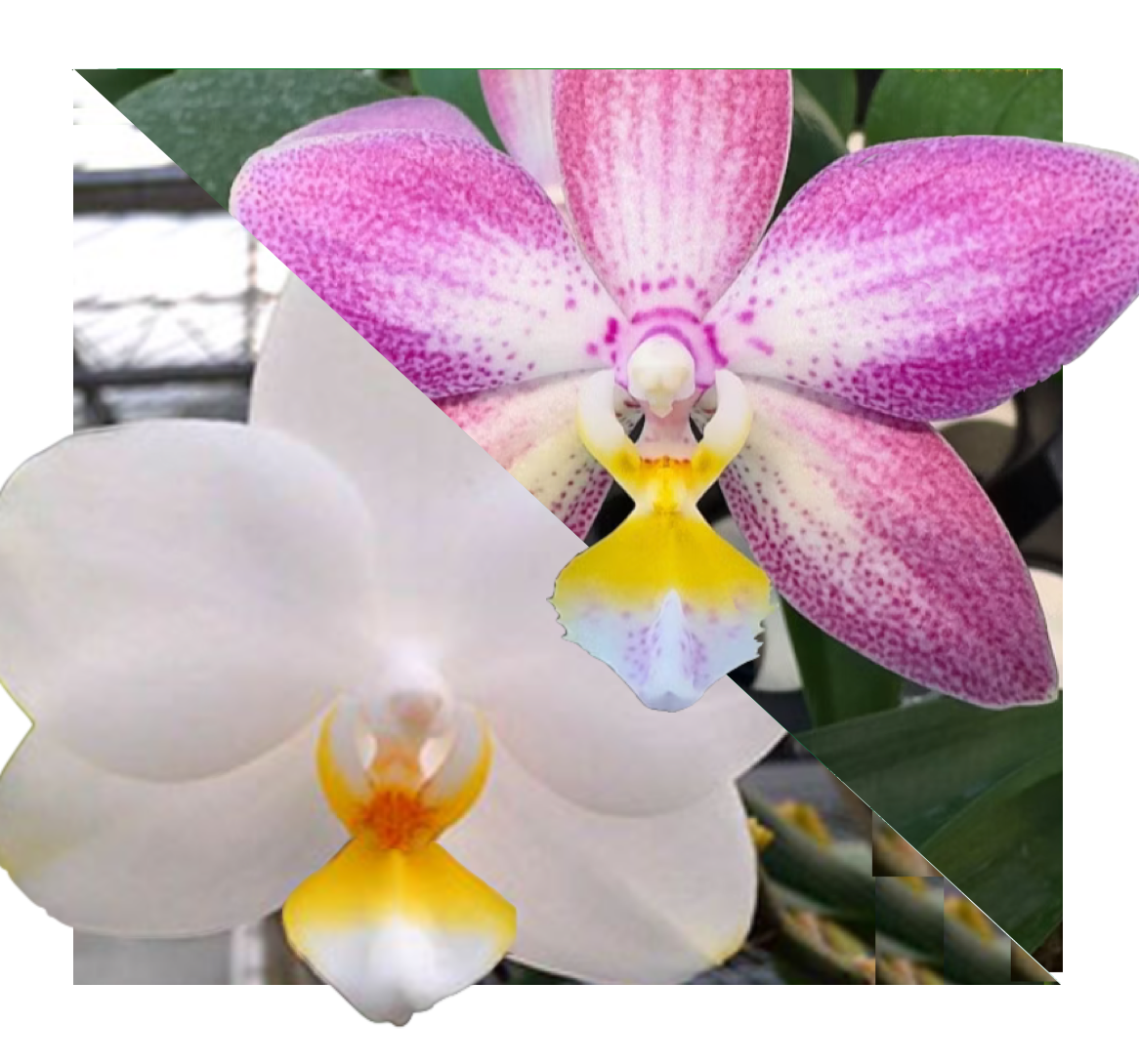 Blooming flower Phalaenopsis Joy Spring Venus x (Joy Angel Voice x Lueddemanniana) - Seedling