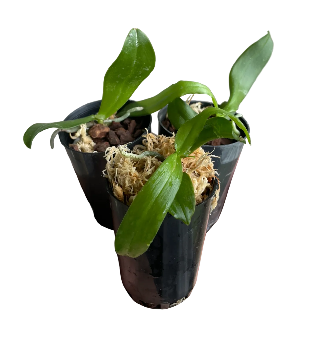 Phalaenopsis (Yaphon Everblue x Lioulin Blue Alice) x (Everise Blue Angel x speciosa Blue) Seedlings in black pot