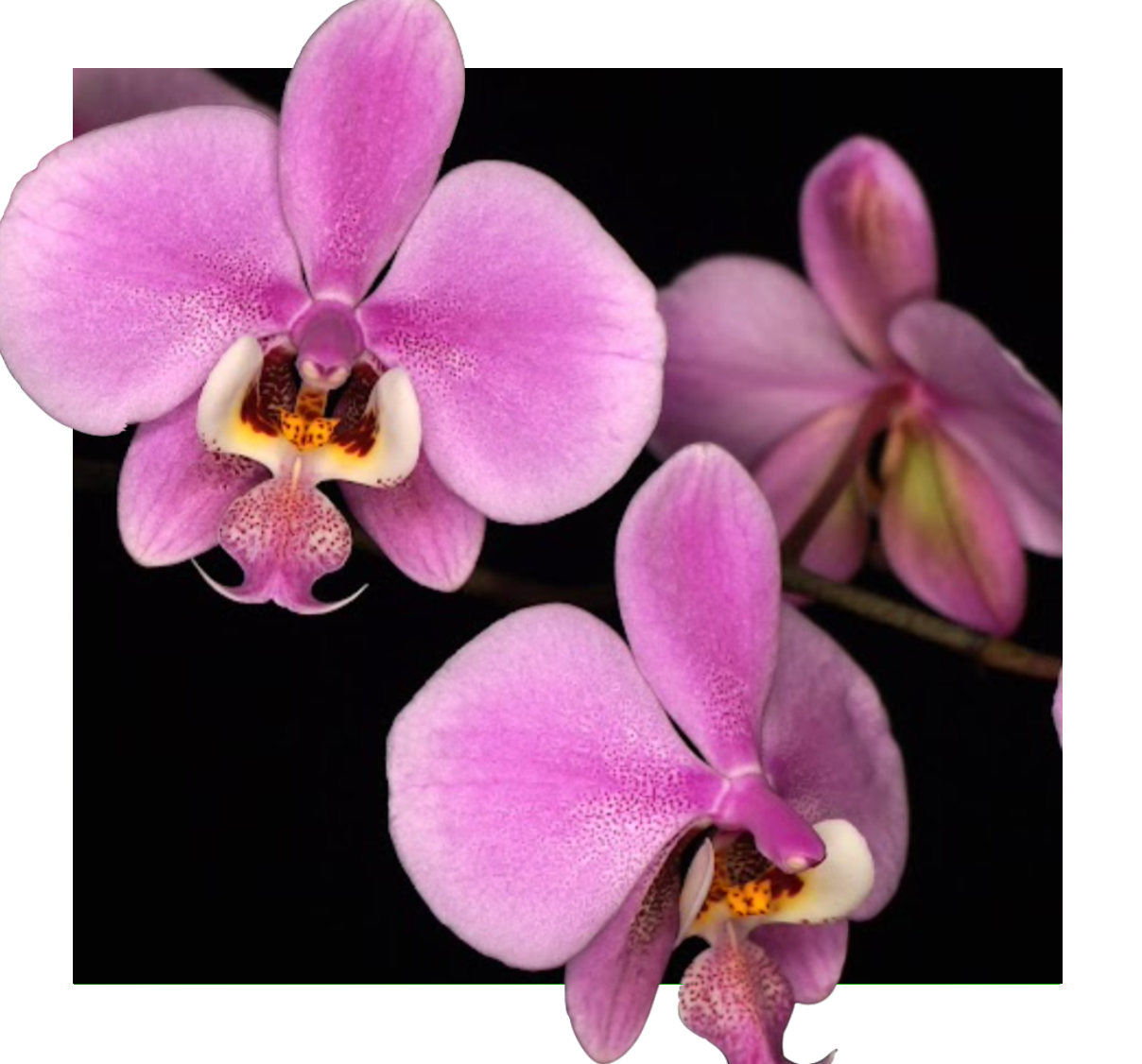 Phalaenopsis Schilleriana (Select WEI263 x f. flamea Alice) Blooms
