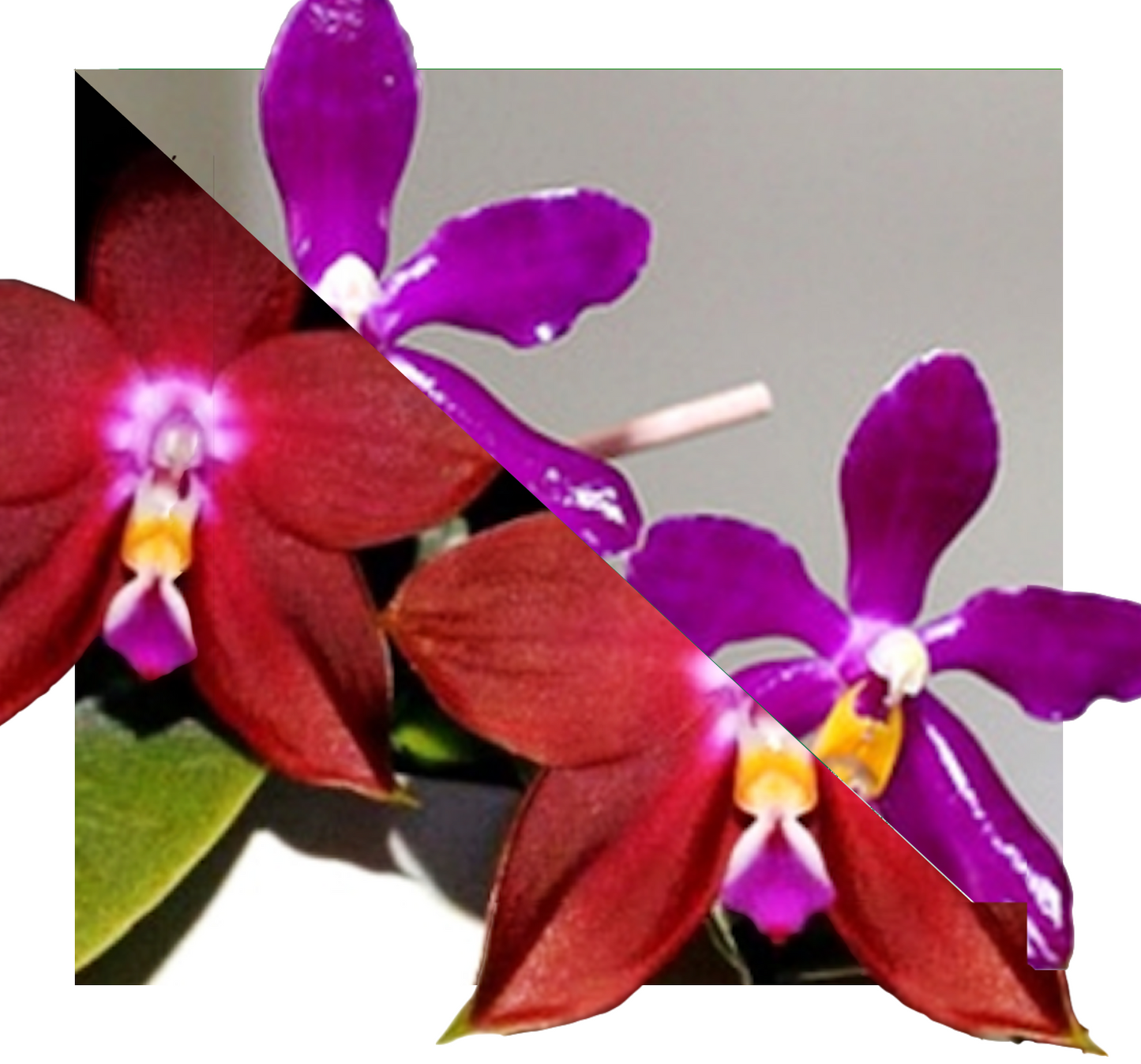 Phalaenopsis Orchid (((Coral Isles X javanica) X bellina )X Ld's Bear Queen) X Pulchra - Seedling