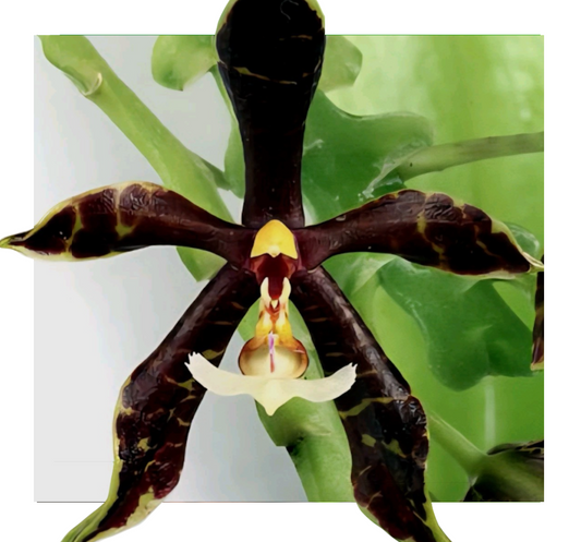 Phalaenopsis Pantherina 'Black' - Seedling