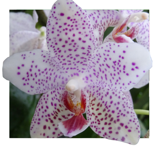 Phalaenopsis Gretchen - Seedling