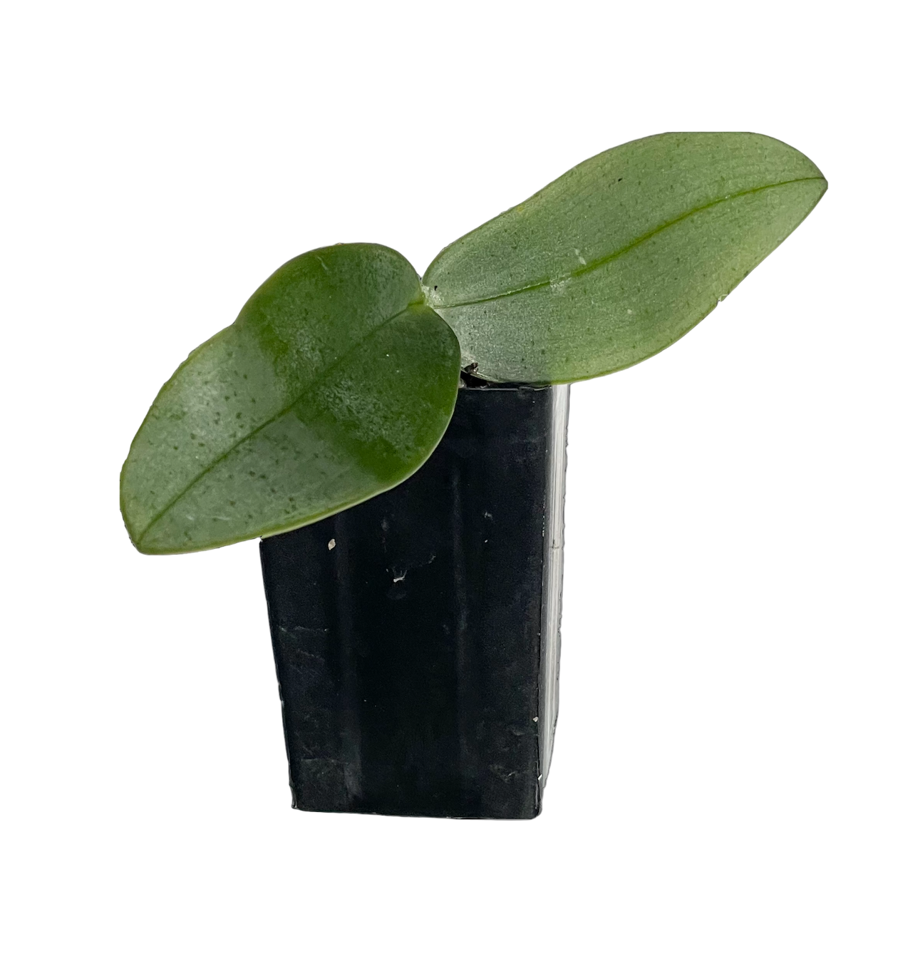 phalaenopsis Gretchen seedling in pot