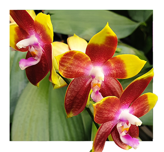 Phalaenopsis Tying Shin Fly Eagle - Seedling