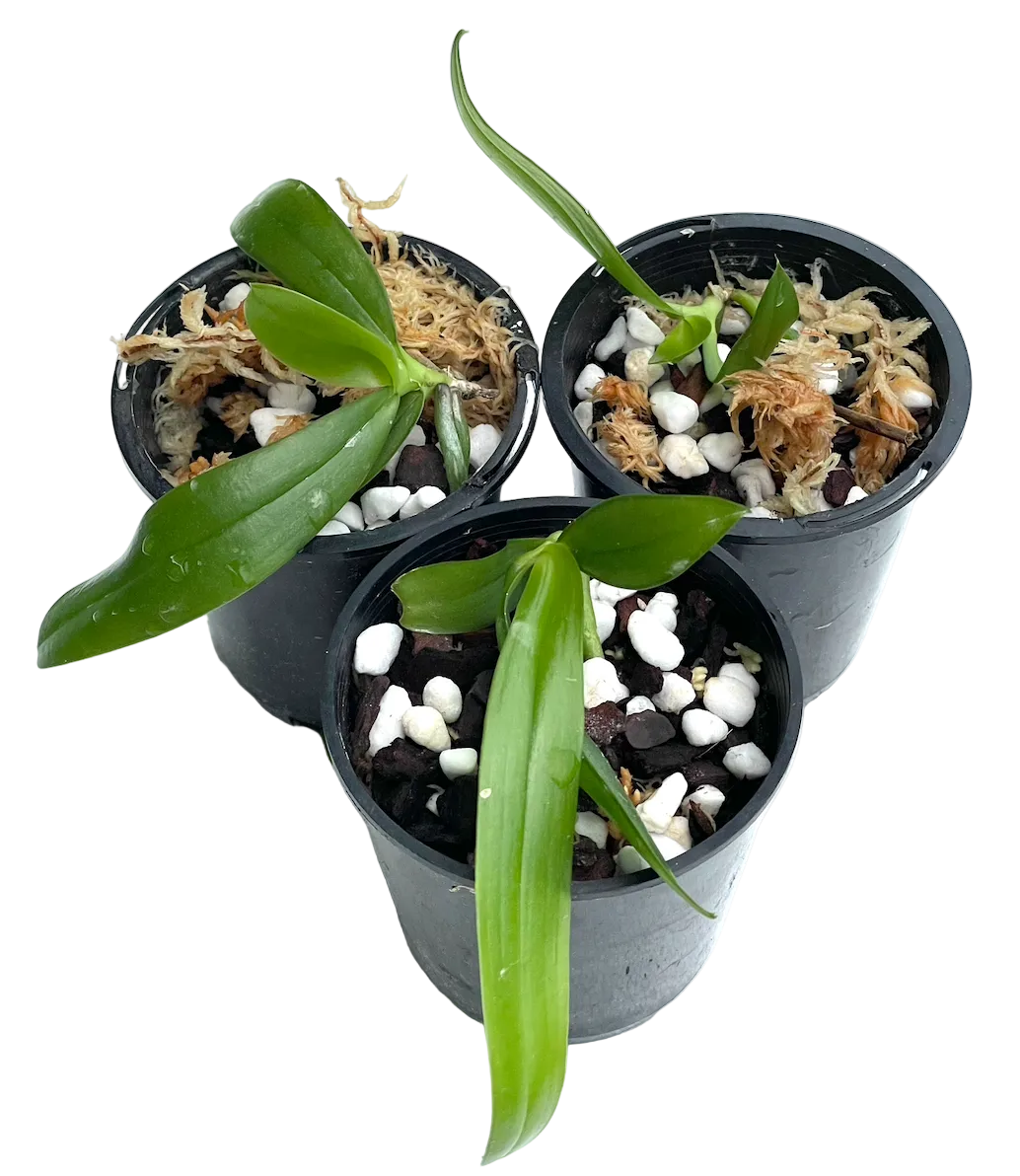 Phalaenopsis Black Pantheria