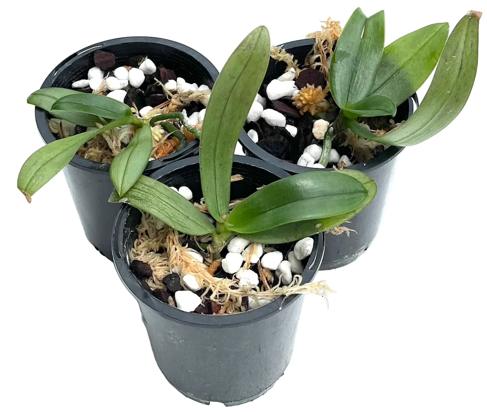 Phalaenopsis pink lady Seedling in pot