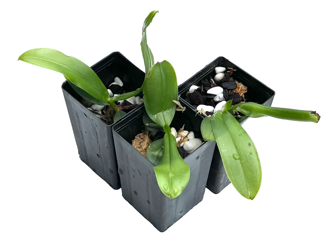 Phalaenopsis Mituo Reflex Dragon "B2" × Phalaenopsis speciosa Lilac Seedling in black pot