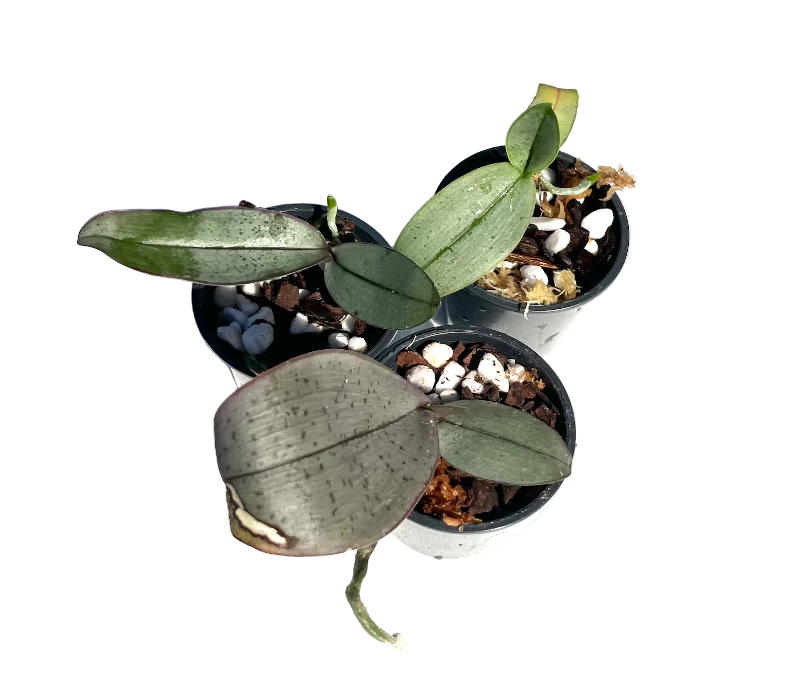 Phalaenopsis Gretchen Seedling in pot