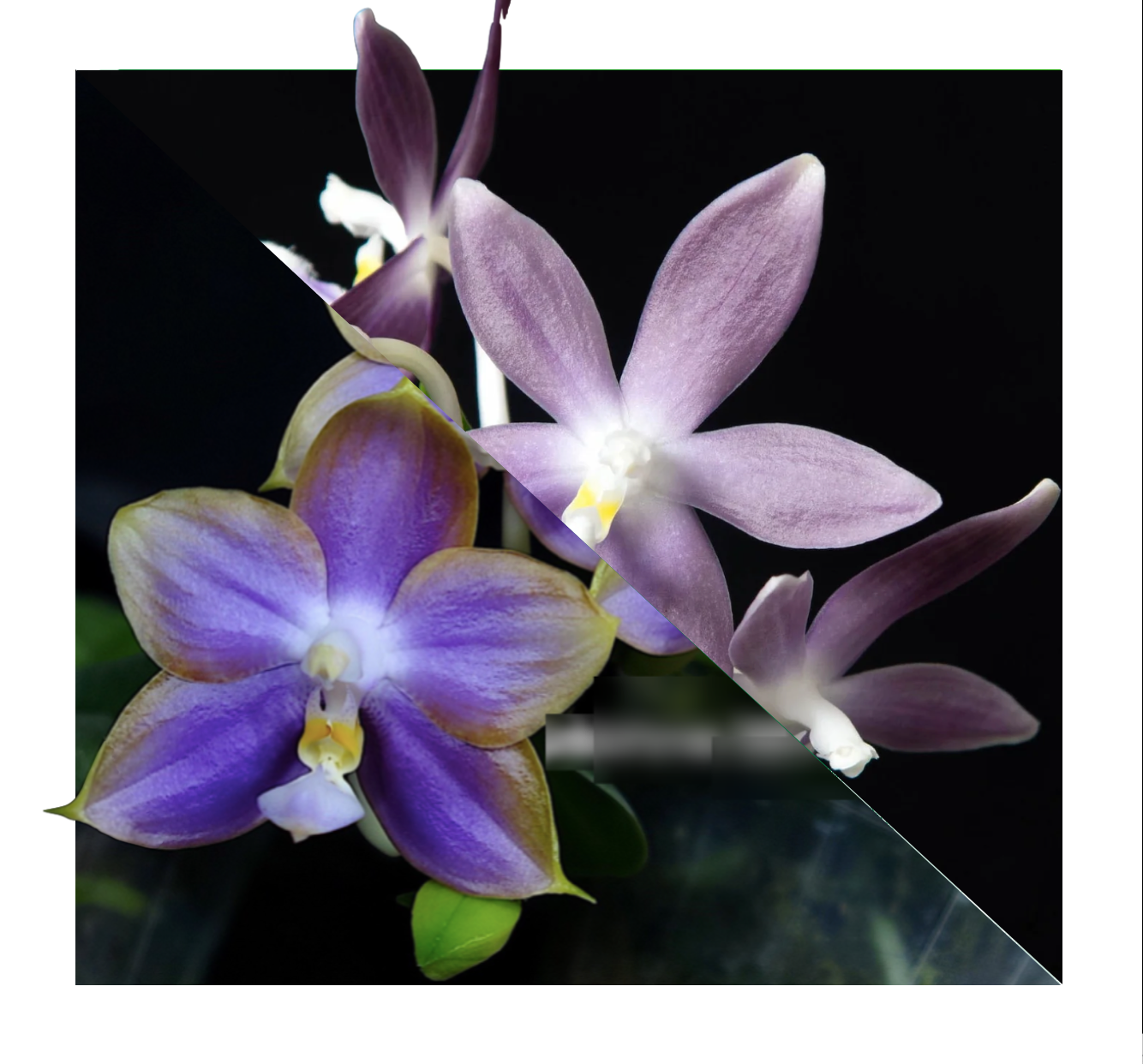 Phalaenopsis Mituo Reflex Dragon "B2" × Speciosa Lilac - Seedling