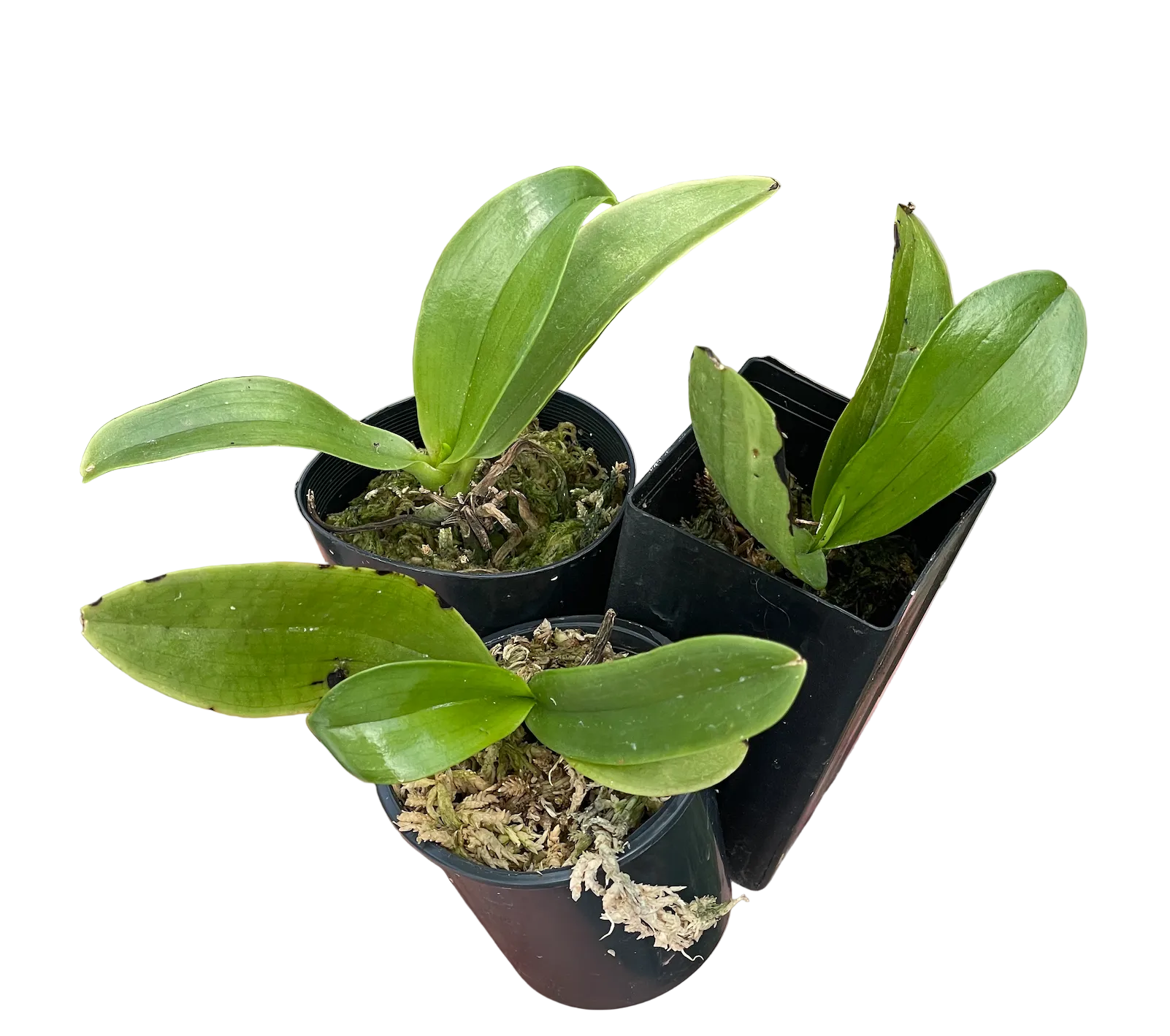 Phalaenopsis Bastianii orchid seedling in black pot