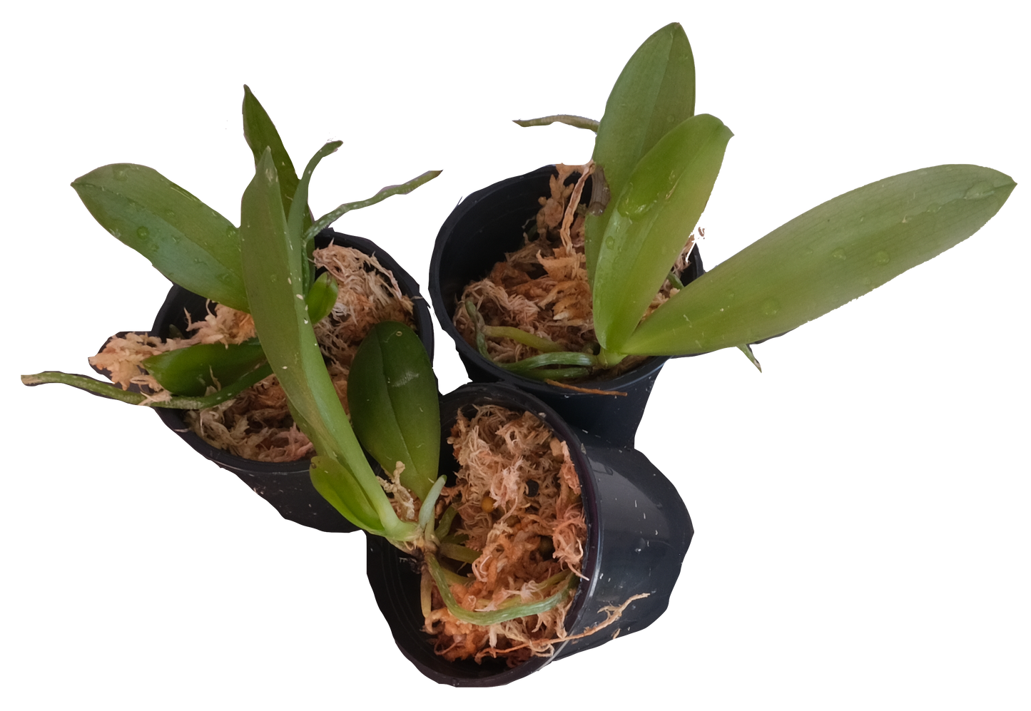 Phalaenopsis Amabilis var. Sabah